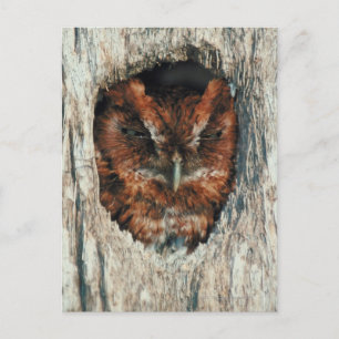 Schlafschale in einem Baum Postkarte