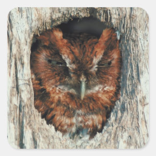 Schlafschale in einem Baum Quadratischer Aufkleber
