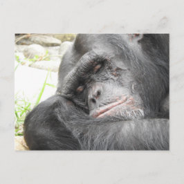 Schlafschimpanse Postkarte