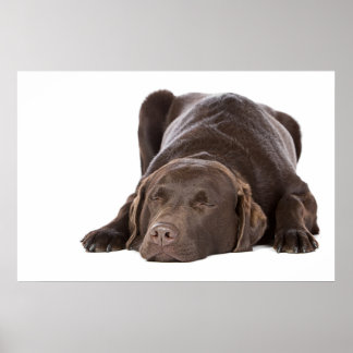 Schlafschokolade Labrador Poster