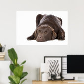 Schlafschokolade Labrador Poster (Heimbüro)