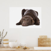 Schlafschokolade Labrador Poster (Küche)
