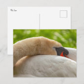 Schlafschwan Postkarte (Vorne/Hinten)