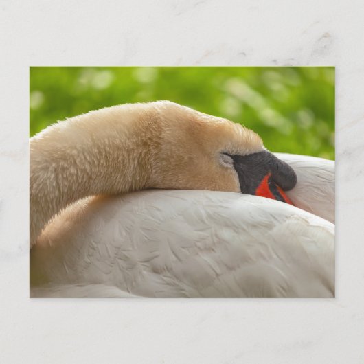 Schlafschwan Postkarte (Vorderseite)