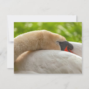 Schlafschwan Postkarte
