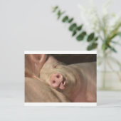 Schlafschwein Postkarte (Stehend Vorderseite)