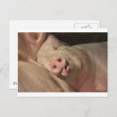 Schlafschwein Postkarte (Vorne/Hinten)