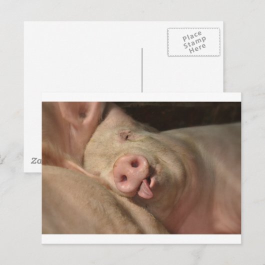Schlafschwein Postkarte (Vorne/Hinten)