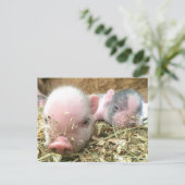 Schlafschweine Postkarte (Stehend Vorderseite)