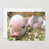 Schlafschweine Postkarte (Vorne/Hinten)