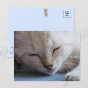 Schlafsiam Kitten - Miss Winter Postkarte