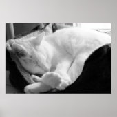 Schlafsqueak Poster (Vorne)