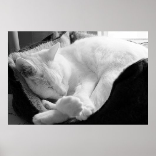 Schlafsqueak Poster (Vorne)