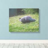 Schlaftaube Canvas Print Leinwanddruck (Insitu (Holzboden))