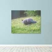 Schlaftaube Canvas Print Leinwanddruck (Insitu (Holzboden))