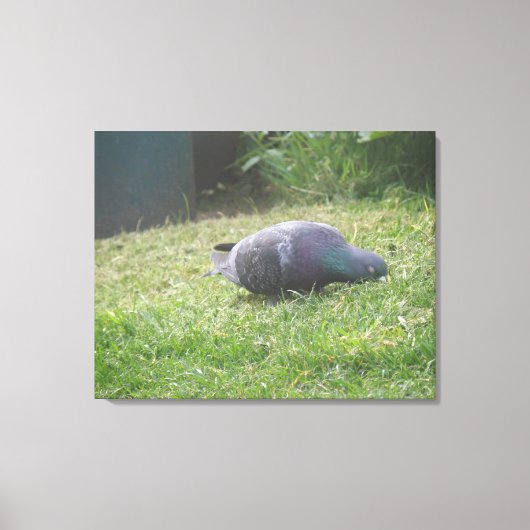 Schlaftaube Canvas Print Leinwanddruck (Vorderseite)
