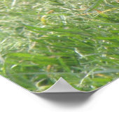 Schlaftaube drucken poster (Ecke)