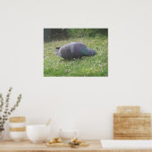 Schlaftaube drucken poster (Küche)