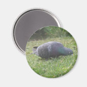 Schlaftaube Magnet (Vorderseite/Rückseite)