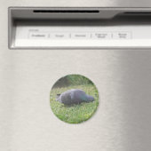 Schlaftaube Magnet (In Situ (Geschirrspüler))