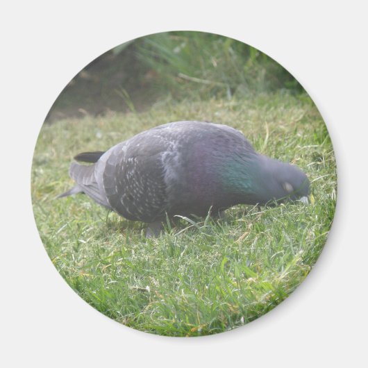 Schlaftaube Magnet (Vorne)