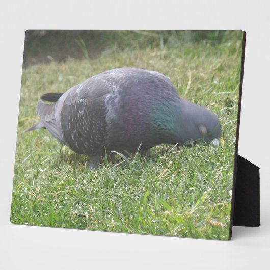 Schlaftaube Plaque Fotoplatte (Seite)