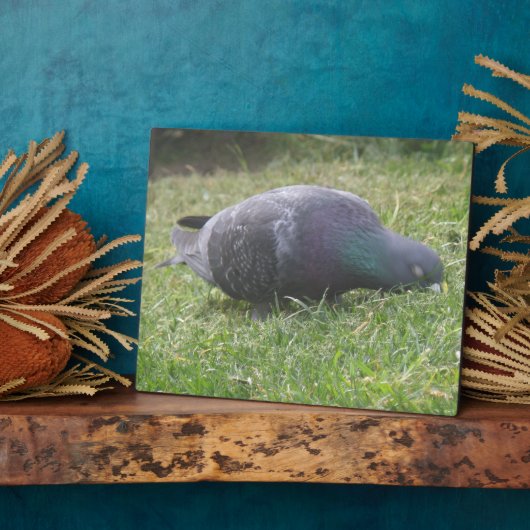 Schlaftaube Plaque Fotoplatte (Seite)