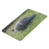 Schlaftaube Premium Magnet (Linke Seite)