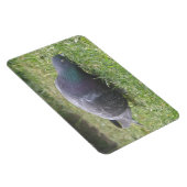 Schlaftaube Premium Magnet (Rechte Seite)