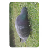 Schlaftaube Premium Magnet (Vertikal)