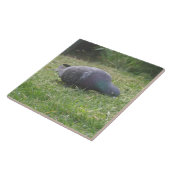 Schlaftaube Tile Fliese (Seite)