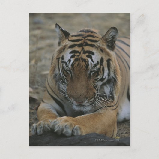 Schlaftiger Postkarte (Vorderseite)