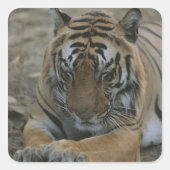 Schlaftiger Quadratischer Aufkleber (Vorderseite)