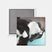 Schlaftuxedo Katzenkinnansicht kitschiges Bild Magnet (Vorderseite/Rückseite)