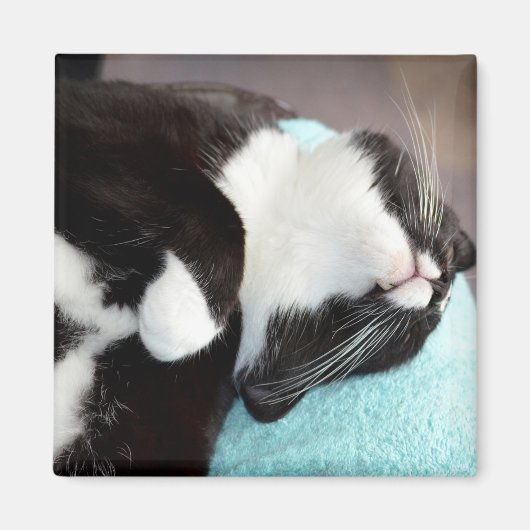Schlaftuxedo Katzenkinnansicht kitschiges Bild Magnet (Vorne)