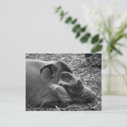 "Schlafvietnamesisches Hog" Postkarte (Stehend Vorderseite)