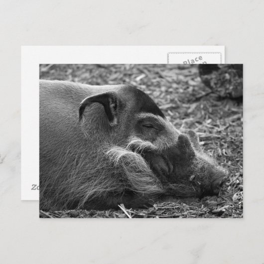 "Schlafvietnamesisches Hog" Postkarte (Vorne/Hinten)