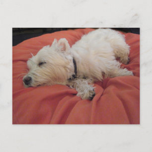 Schlafwestie Foto Postkarte