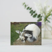 Schlafziege Postkarte (Stehend Vorderseite)