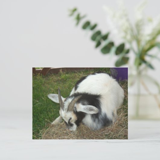 Schlafziege Postkarte (Stehend Vorderseite)