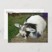 Schlafziege Postkarte (Vorne/Hinten)