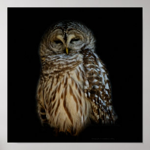 Schlampe Owl Print Poster