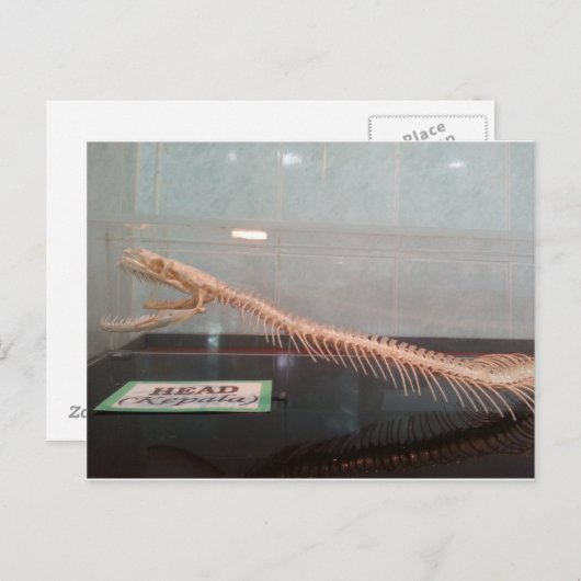 Schlange Kopf Skeleton Postkarte (Vorne/Hinten)