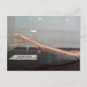 Schlange Kopf Skeleton Postkarte