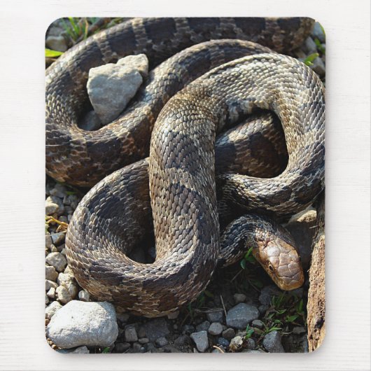 Schlange Mousepad (Vorne)