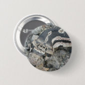 Schlange (Pituophis catenifer sayi) Button (Vorne & Hinten)