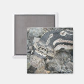 Schlange (Pituophis catenifer sayi) Magnet (Vorderseite/Rückseite)