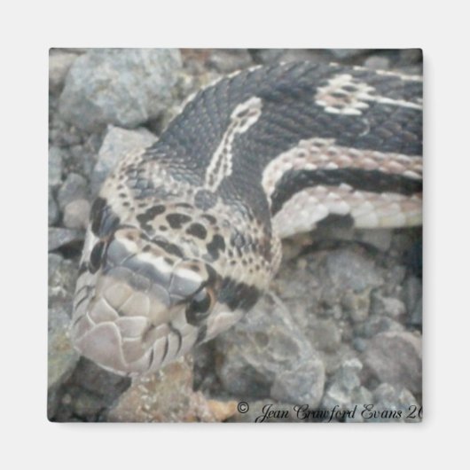 Schlange (Pituophis catenifer sayi) Magnet (Vorne)