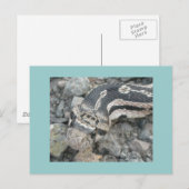 Schlange (Pituophis catenifer sayi) Postkarte (Vorne/Hinten)