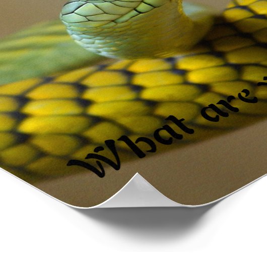 Schlange Poster (Ecke)